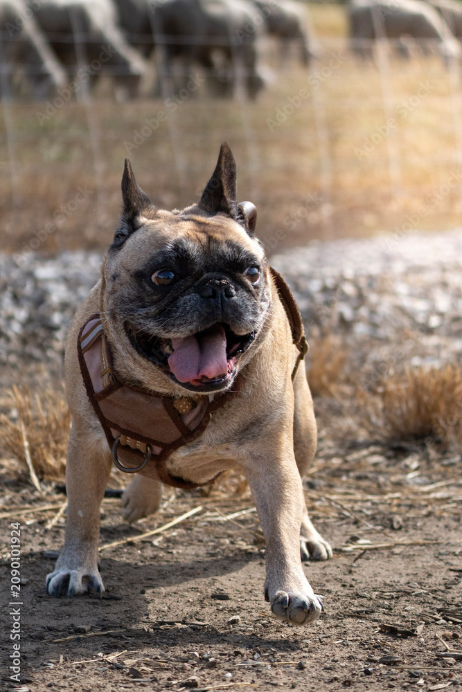 Obraz premium Happy Fawn French Bulldog Smiling at Camera
