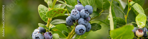 Foto Closeup Duke variety blueberry bush with ripe and tasty berries growing on it, s