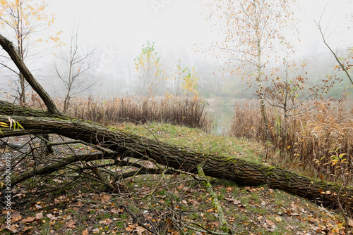 Fallen tree trunk in a misty autumn forest with a river in the background