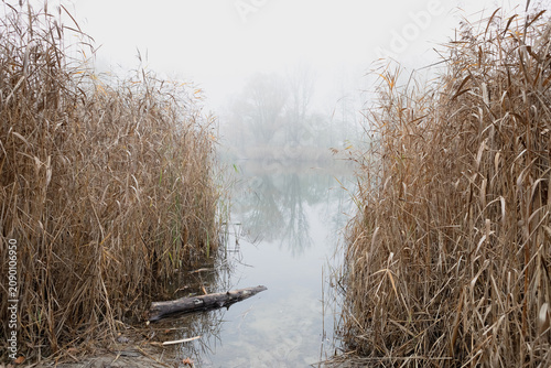 Misty morning at the lake with tall grass on both sides of the shore