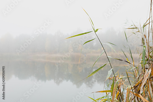 Tranquil Misty Lake Scenery with Reeds, Perfect Nature Getaway with Serene Forest and Calm Waters