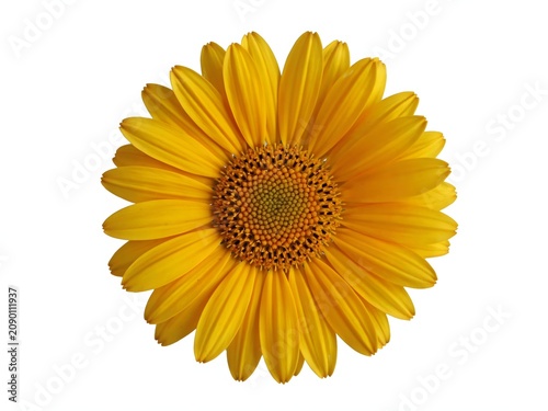 Yellow sunflower isolated on white background