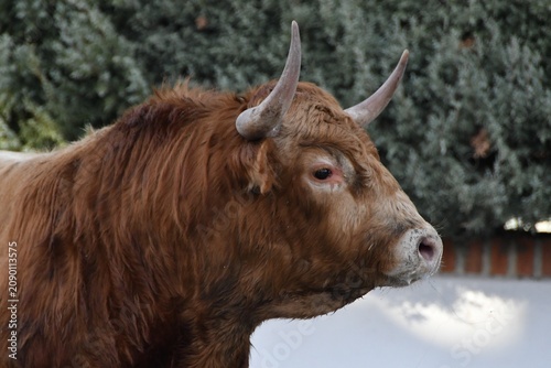 highland cow on a meadow