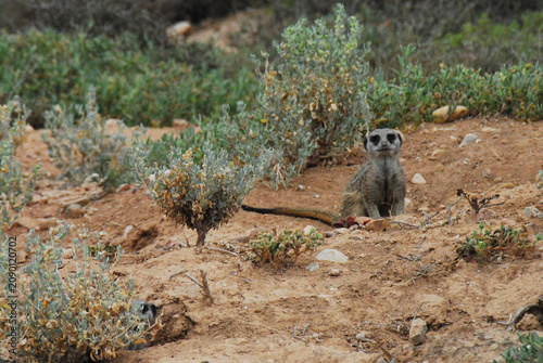 Photography Africa- Close Up of a Cute Wild Meerkat Guarding Its Den