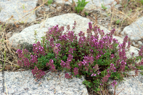 Sand-Thymian