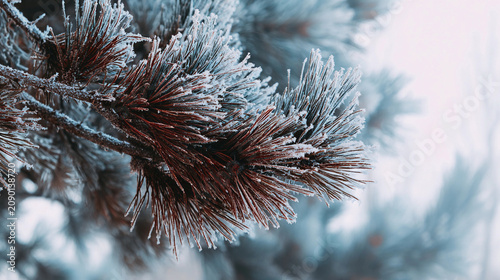 Frost on pine branches in winter close-up showcasing nature's details Generative AI