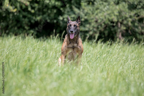 Cuadro en lienzo Attraktive junge Frau spielt mit Ihrem Schäferhund auf der Wiese