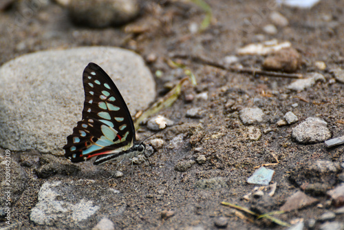 butterfly on the ground