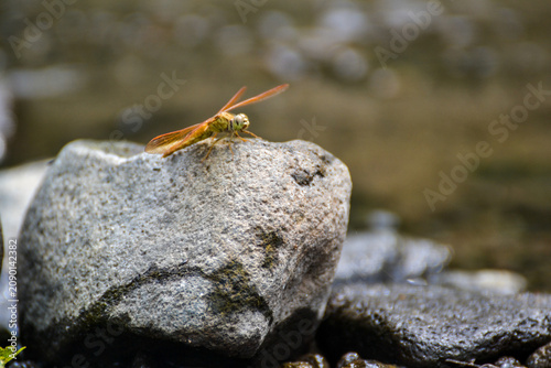 Dragonfly on a rock