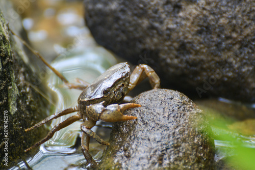 crab on rock
