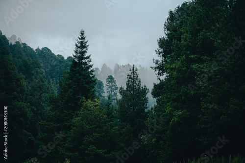 Mountain landscape photograph featuring a beautiful pine forest shrouded in mist at sunset in summer.
