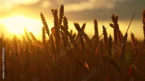 Canvastavla Ripe ear wheat ripens in sun on summer field