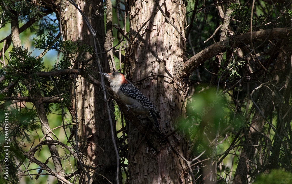 Fototapeta premium Red Bellied Woodpecker