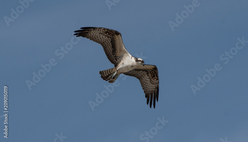 Osprey
