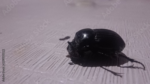 Foto beetle on the ground