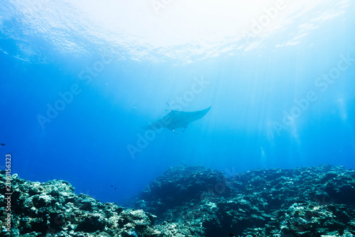 Photos Graceful manta ray gliding over coral reef in clear blue water