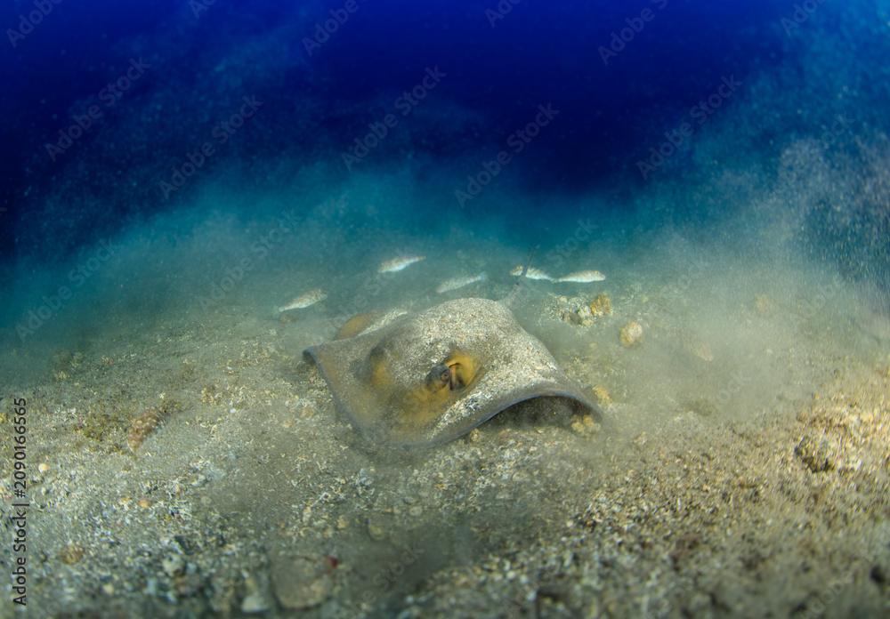 Fototapeta premium A brown-and-yellow manta ray moves vigorously across the sandy seabed.