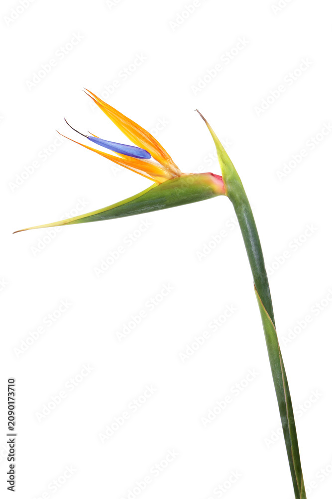 Fototapeta premium Beautiful bird of paradise flower isolated on white