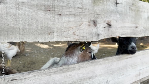 Goat and Chicken in Barnyard, Rustic Country Animals, Farmyard Life from Close, A Peek Through the Wooden Fence, Barnyard Companions Resting, Rural Photographic Aesthetics, Goat Watching Through