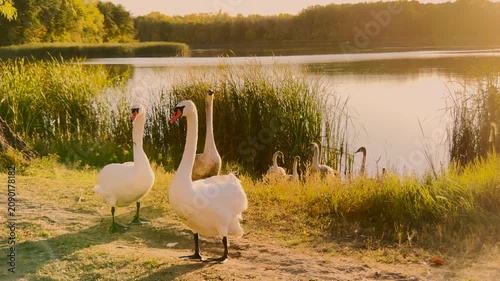 Swans in sunset glow, picturesque stillness, wild beauty, lakeside family, golden reflections, peaceful birds, soft water ripples, harmony in nature, scenic perfection. Natural elegance of swans