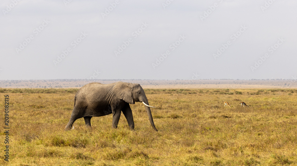 Obraz premium Female African Elephant Walking Across the Dry Savanna Grasslands of Amboseli National Park in Kenya, East Africa