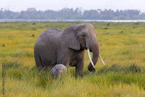 An African elephant mother stands protectively in the tall green grass of Amboseli National Park, Kenya, with her small baby calf.