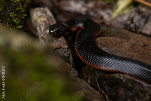 Red-Bellied Black Snake (Pseudechis porphyriacus) juvenile, Deua NP, NSW, May 2026