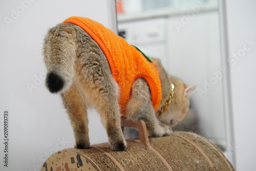 Valokuva Cat orange costume pet playful animal domestic fur cute standing scratching furn