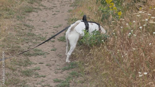 Playful jack russell terrier urinating in nature