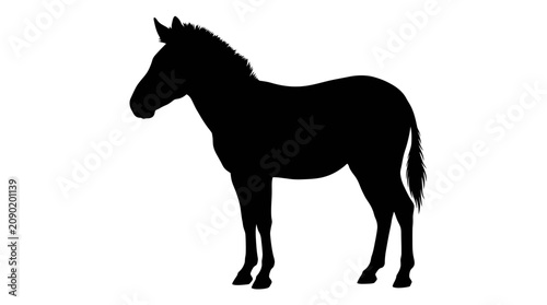 Foto Black silhouette of a horse standing.