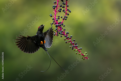 Fotografía Long-tailed Manakin