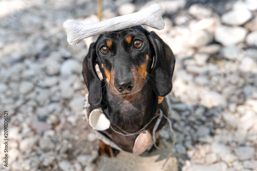 Canvastavla dachshund dog in prehistoric costume with bone on head sitting on pebbles and begging with pleading look, view from above, wild ancient pet asking for taming, domestication history, evolution concept