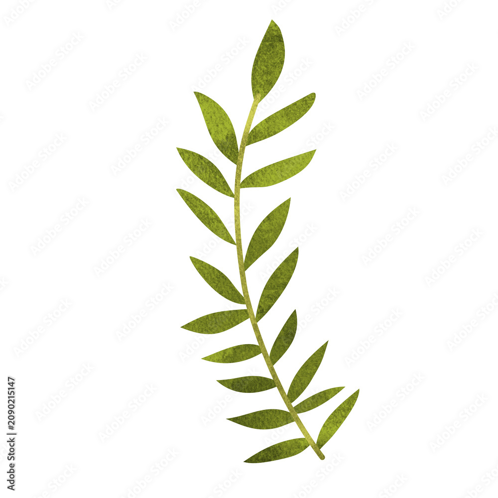 Fototapeta premium elegant textured green fern leaf twig with symmetrical foliage