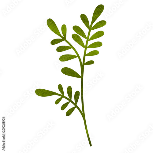Tableau sur toile green pinnate leaf stem isolated on white background