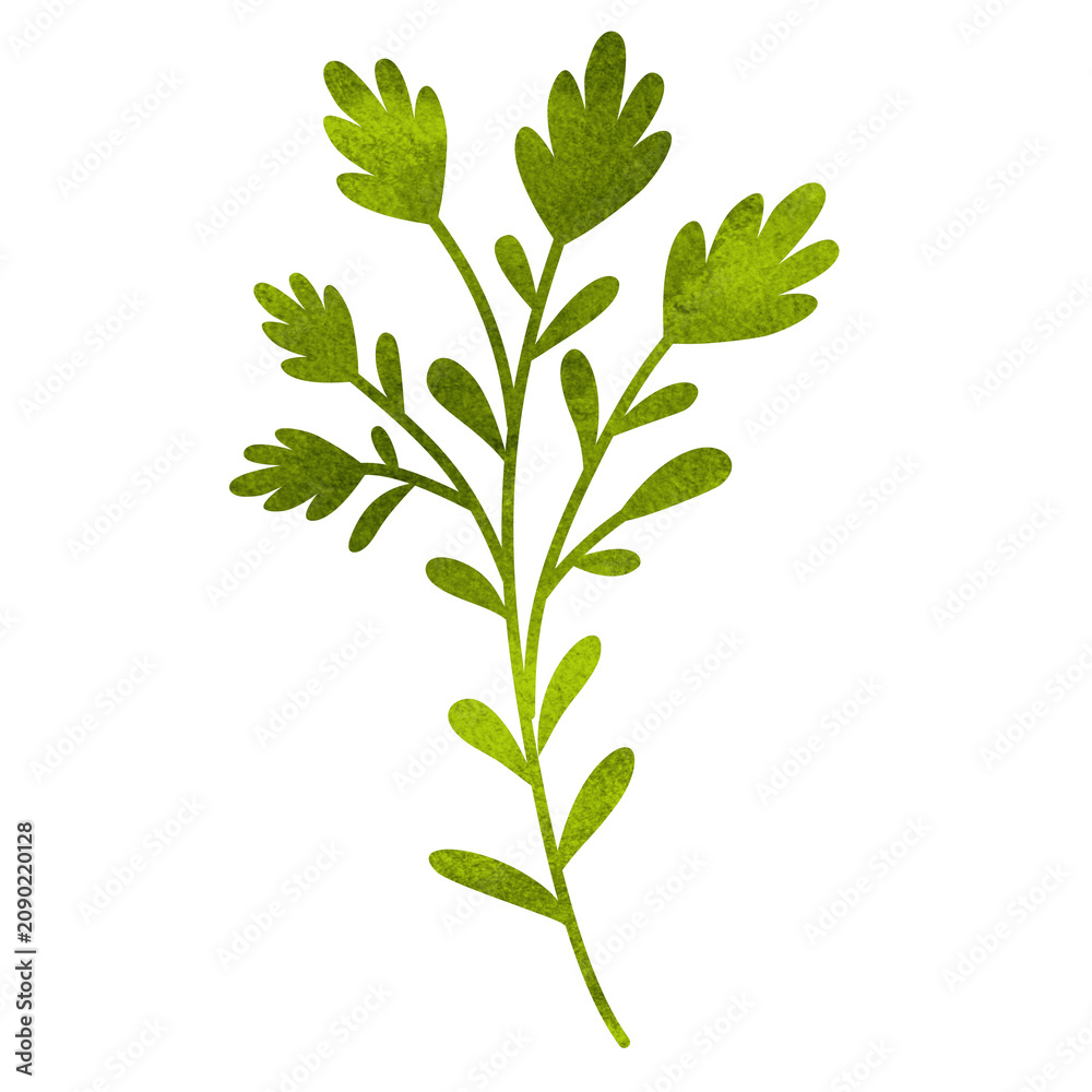 Fototapeta premium watercolor green leafy sprig branch isolated beautiful botanical foliage