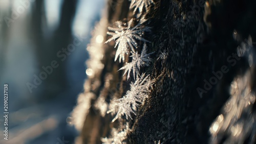 Frost Crystals on Dark Tree Bark in Winter Forest.
