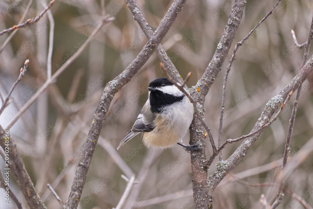 Obraz premium A Black-capped Chickadee in Whitemud Park
