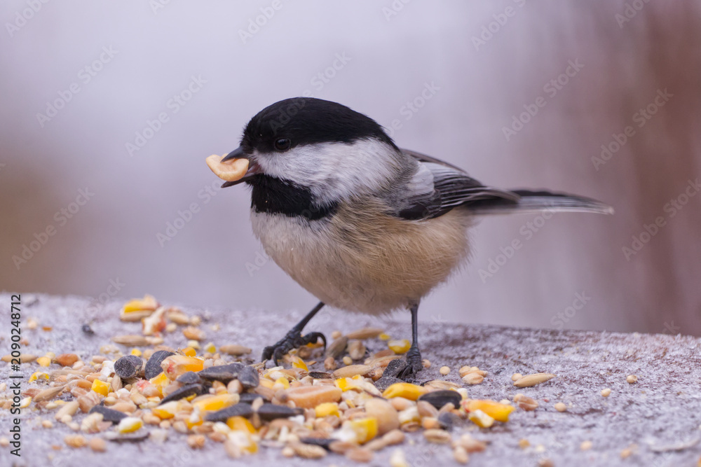 Obraz premium A Black-capped Chickadee in Whitemud Park