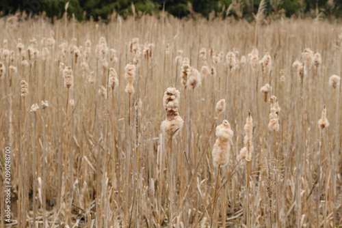 Konstfotografi ガマの穂
