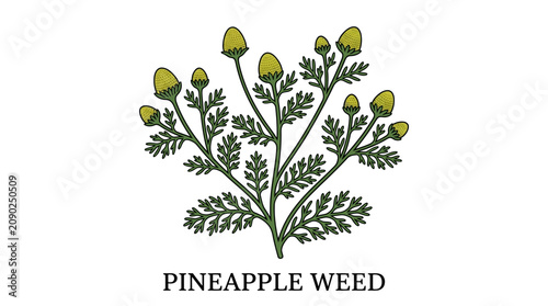 Pineapple weed, Botanical illustration of a wild plant with delicate green foliage and distinctive yellow-green conical flower heads, often recognized for its subtle pineapple-like aroma