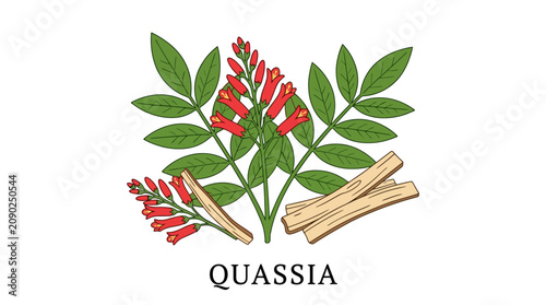 Illustration of Quassia amara plant, showcasing its distinctive leaves, vibrant red tubular flowers, and medicinal wood, perfect for herbal health, traditional remedies, and natural wellness concepts
