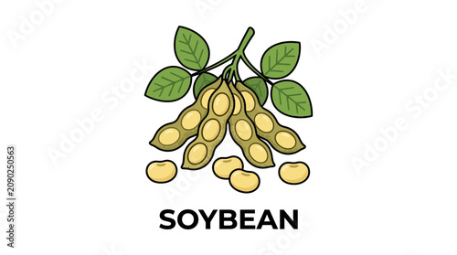 Vibrant cartoon illustration featuring fresh green soybean pods with mature beans and lush leaves, representing healthy plant-based nutrition, sustainable agriculture, and versatile food ingredients