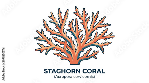 Vibrant Staghorn Coral Illustration Showcasing Delicate Underwater Marine Life and Tropical Ocean Ecosystems