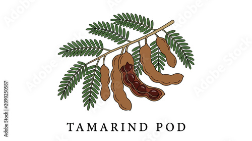 Detailed botanical illustration of a tamarind branch showcasing ripe brown pods amidst lush green leaves, representing a versatile tropical fruit ingredient