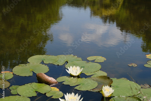 Tableau sur toile 池のスイレン