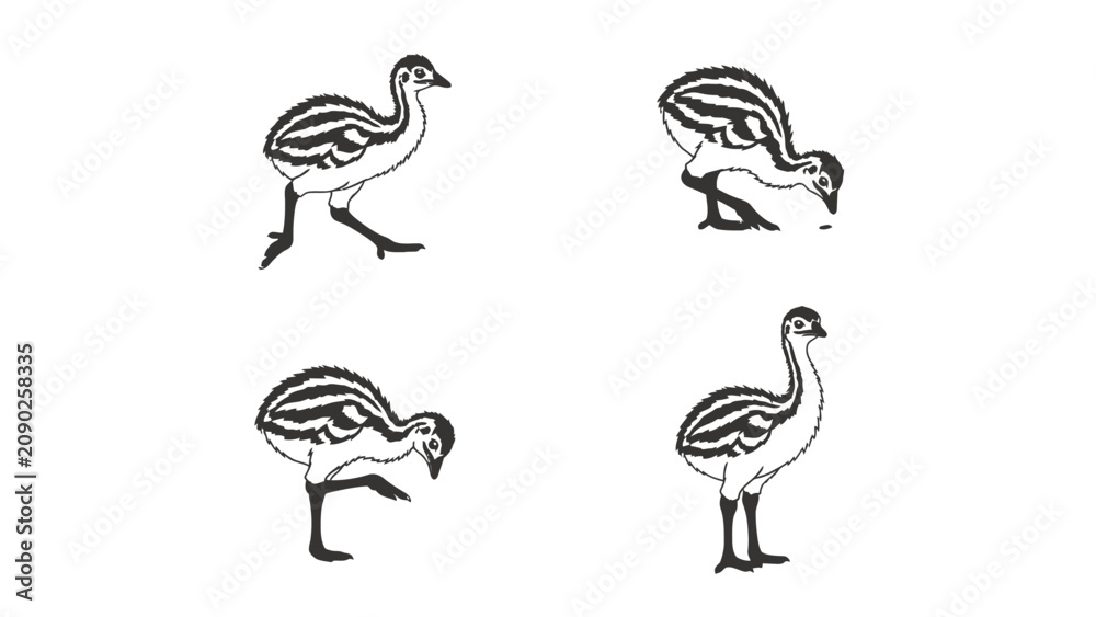 Obraz premium Four illustrations of a baby bird in different poses, showing its delicate features and playful nature.