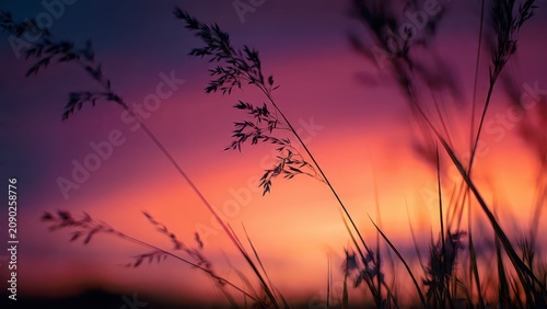 Vibrant Sunset Over Tall Grass Silhouettes.