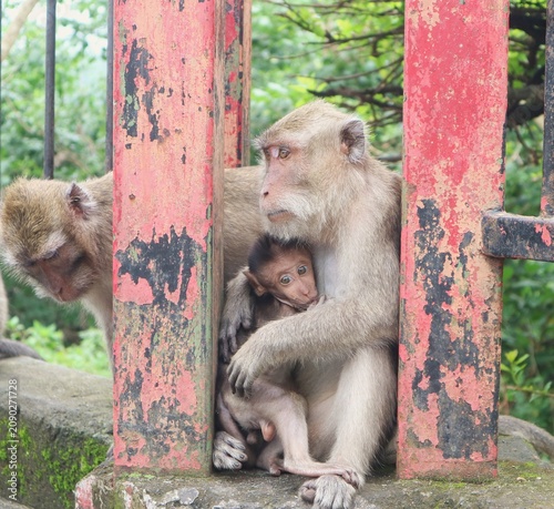 Photography A close-up shot of a wild female long-tailed macaque sitting on a mossy concrete structure with her small infant monkey by a weathered red metal fence