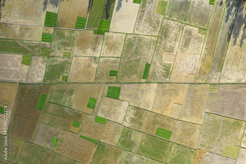 Aerial Top-Down View of Plowed Muddy Rice Paddies and Green Seedbeds in Aceh, Sumatra, Indonesia