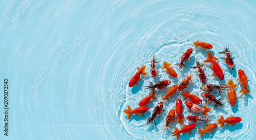 Goldfish swimming in clear blue water